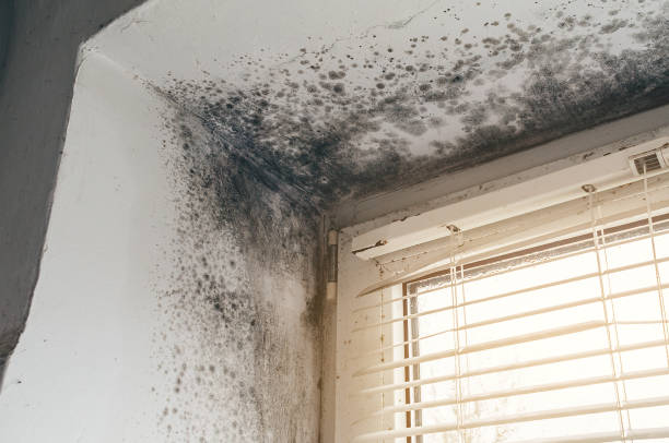 Affordable Mold Removal solutions in Montvale, NJ